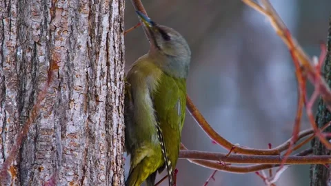 Grey headed Woodpecker on a Tree Trunk in a Winter Forest, South Ural Russia Stock Footage 318489937