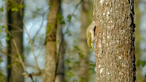 Grey-headed woodpecker on a trunk Video stock 219922590