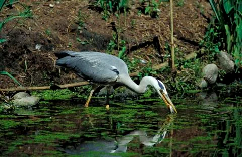 Grey heroe Stock Photos
