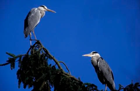 Grey heroe Stock Photos