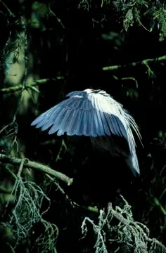 Grey heroe Stock Photos