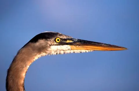 Grey heroe Stock Photos