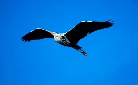 Grey heroe Stock Photos