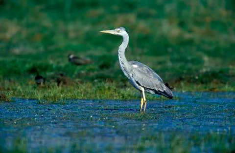 Grey heroe Stock Photos