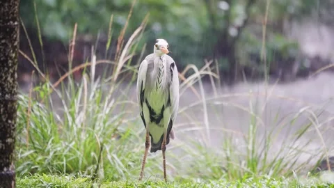 THE GREY HERON 4K Stock Footage 333937107