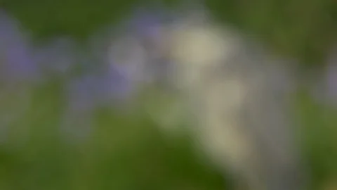 Grey heron 7 16 4 Ardea cinerea amongst bluebells on bank Video stock 120216284