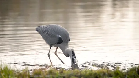 Grey heron aka Ardea cinerea stalking its prey through the shallows Stock Footage 130406536