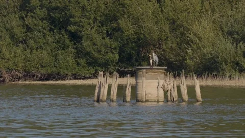 A grey heron and a cormorant rest together on a platform in the middle of Chard Stock-Footage 346503604
