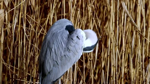 A grey heron - ardea cinera - in the Reed, Ziegeleipark Heilbronn, Germany, E Video stock 167276972