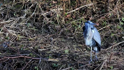 Grey Heron, ardea cinera, stood on riverbank and flying off camera. Yorkshire UK Stock Footage 263156775