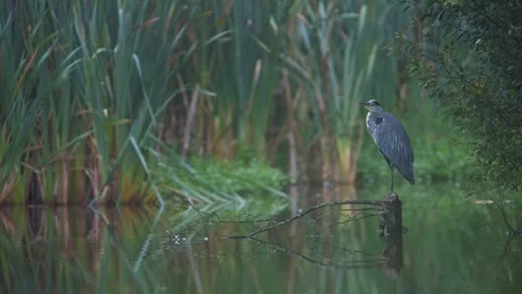 Grey Heron, Ardea cinerea bird in habitat 스톡 동영상 249482152