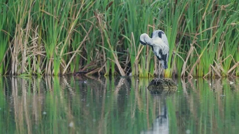 Grey Heron, Ardea cinerea bird in habitat Stockbeeldmateriaal 249522738