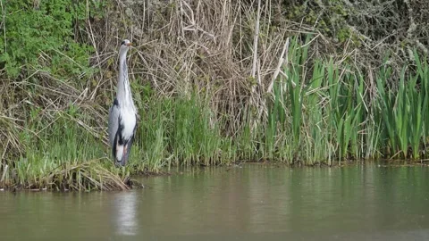 Grey Heron, Ardea cinerea, bird on spring lake Stock Footage 273779333