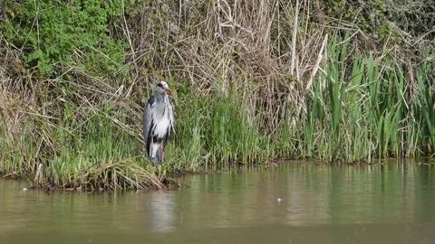 Grey Heron, Ardea cinerea, bird on spring lake Stockbeeldmateriaal 273779386