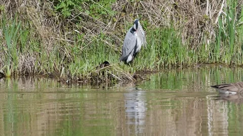 Grey Heron, Ardea cinerea, bird on spring lake Stock-Footage 273779403