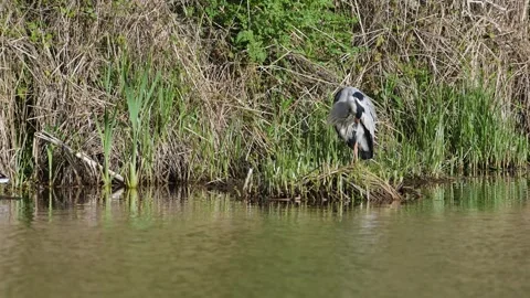 Grey Heron, Ardea cinerea, bird on spring lake Vidéo 273779484