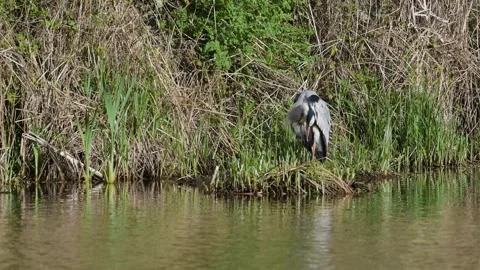 Grey Heron, Ardea cinerea, bird on spring lake Видео 273779565