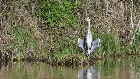 Grey Heron, Ardea cinerea, bird on spring lake Видео 273779673