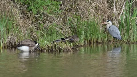 Grey Heron, Ardea cinerea, bird on spring lake Video stock 273779683