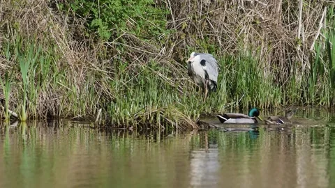 Grey Heron, Ardea cinerea, bird on spring lake Video stock 273779756