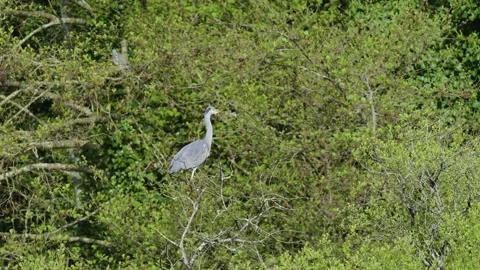 Grey Heron, Ardea cinerea, bird on spring lake Видео 273836083