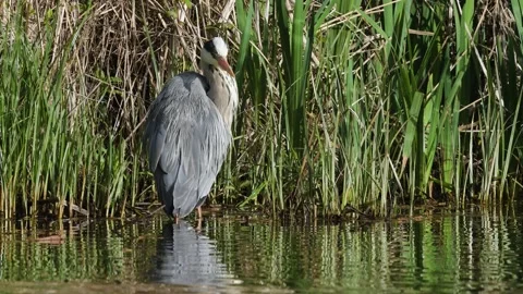 Grey Heron, Ardea cinerea, bird on spring lake Stock Footage 273836086
