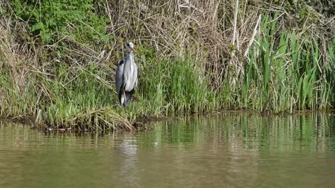 Grey Heron, Ardea cinerea, bird on spring lake Vídeo Stock 273836183