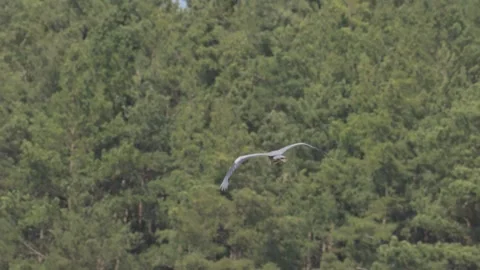 Grey heron (Ardea cinerea) bird flying Stock Footage 337404792