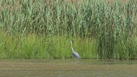 Grey heron (Ardea cinerea) bird wading and catching fish in shallow water Stock Footage 340035537