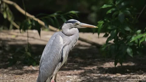 Grey heron (Ardea cinerea) bird standing on the ground 動画素材 340334864