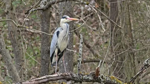 Grey heron (Ardea cinerea) bird standing on branch Vídeos de archivo 341969533