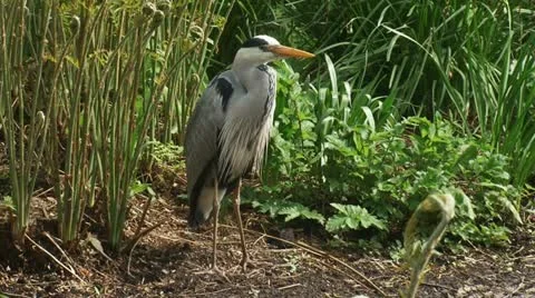 Grey heron - ardea cinerea - blauwe reiger standing on the bank of a pond 06i Stock Footage