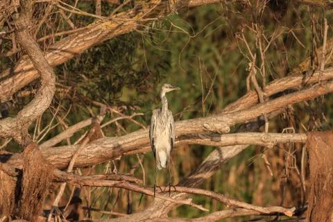 Grey Heron (Ardea cinerea) on branch tree Stock Photos