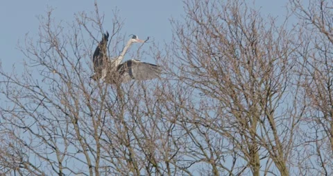 Grey Heron Ardea Cinerea building nests in slow motion Stock Footage 304713232
