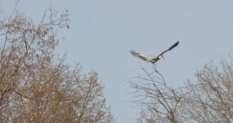 Grey Heron Ardea Cinerea builds nests, collects sticks, flies in slow motion Video stock 305309441
