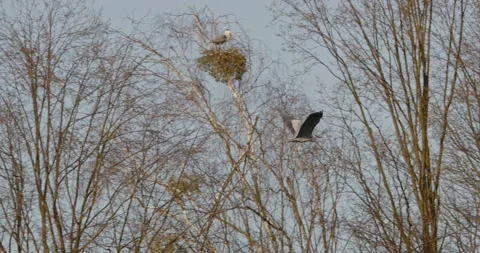 Grey Heron Ardea Cinerea builds nests, collects sticks, flies in slow motion Video stock 305310951