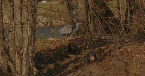 Grey Heron Ardea Cinerea builds nests, collects sticks, flies in slow motion Video stock 305311481