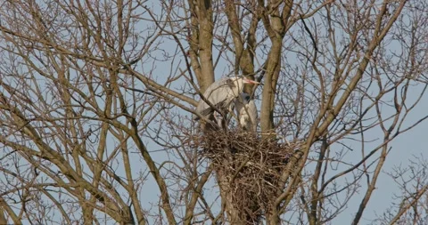Grey Heron Ardea Cinerea builds nests, collects sticks, flies in slow motion Video stock 305311853