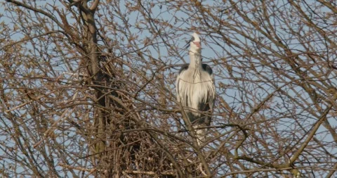 Grey Heron Ardea Cinerea builds nests, collects sticks, flies in slow motion Video stock 305324813
