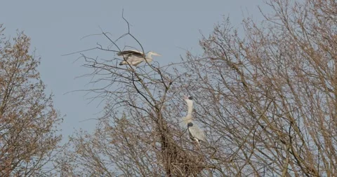 Grey Heron Ardea Cinerea builds nests, collects sticks, flies in slow motion Video stock 305326396