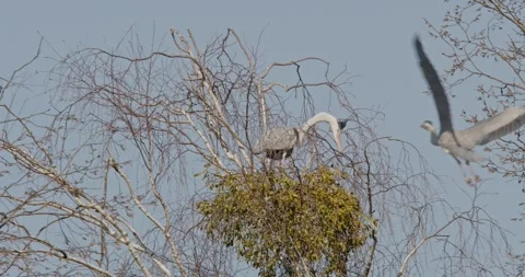 Grey Heron Ardea Cinerea builds nests, collects sticks, flies in slow motion Video stock 305329178