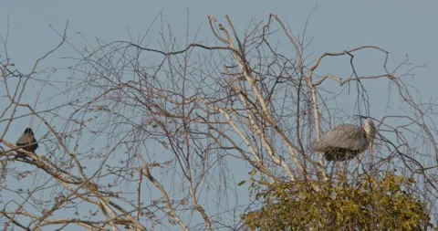 Grey Heron Ardea Cinerea builds nests, collects sticks, flies in slow motion Video stock 305329280