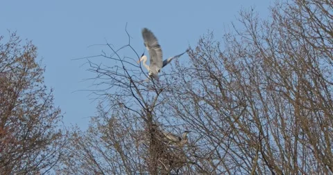 Grey Heron Ardea Cinerea builds nests, collects sticks, flies in slow motion Video stock 305334371