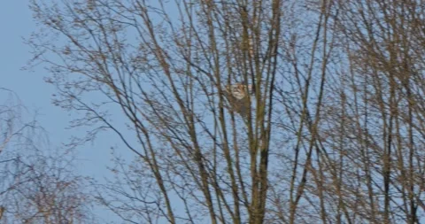 Grey Heron Ardea Cinerea builds nests, collects sticks, flies in slow motion Video stock 305338308