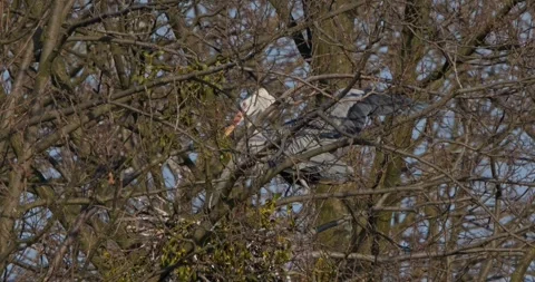 Grey Heron Ardea Cinerea builds nests, collects sticks, flies in slow motion Video stock 305340220