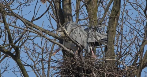 Grey Heron Ardea Cinerea builds nests, collects sticks, flies in slow motion Video stock 305347315