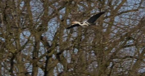 Grey Heron Ardea Cinerea builds nests, collects sticks, flies in slow motion Video stock 305355108