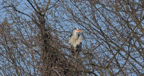 Grey Heron Ardea Cinerea builds nests, collects sticks, flies in slow motion Video stock 305355338