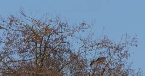 Grey Heron Ardea Cinerea builds nests, collects sticks, flies in slow motion Video stock 305355936