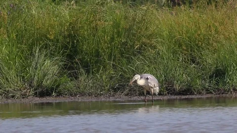 Grey Heron (Ardea cinerea) with catch Stock Footage 124866037